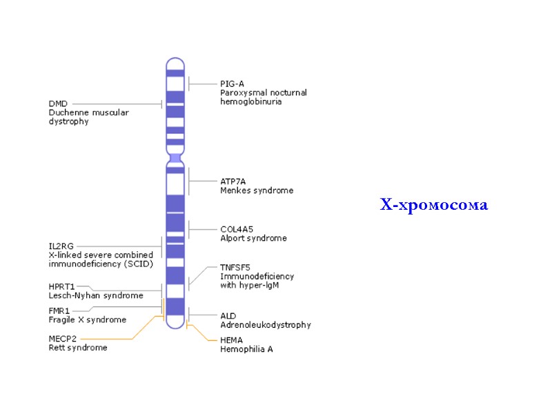 Х-хромосома